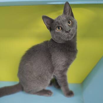 Ash -  Domestic Short Hair Cat for Adoption in Jersey City, New Jersey - Ash | PetCurious