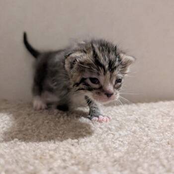 Domestic Short Hair Cats Available for Adoption in Huntington, West Virginia - Bottle Kitten Rigatoni | PetCurious