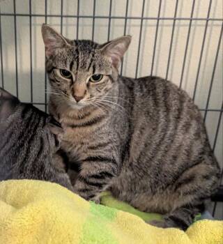Finch -  Tabby Cat Available for Adoption in Ocala, Florida - Finch | PetCurious