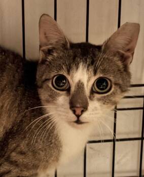 Hunter -  Domestic Short Hair and Tabby Cat for Adoption in Roslyn Heights, New York - Hunter | PetCurious