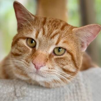 Domestic Short Hair Cats Available for Adoption in Chicago, Illinois - Giveon | PetCurious