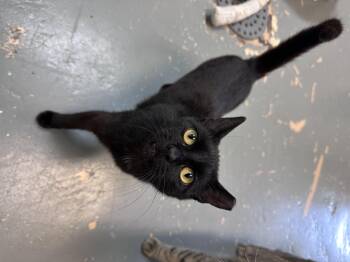 Wren  -  Domestic Long Hair Cat for Adoption in Elwood, New York - Wren  | PetCurious