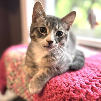 Johnny -  Domestic Short Hair Cat for Adoption in Ephrata, Pennsylvania - Johnny | PetCurious