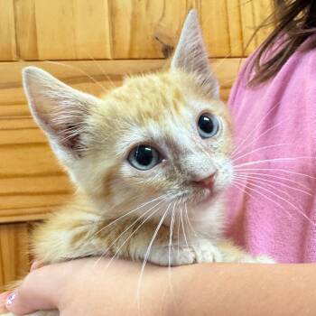 Echo -  Domestic Short Hair Cat for Adoption in Waco, Texas - Echo | PetCurious