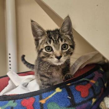 Bader -  Domestic Short Hair Cat Available for Adoption in Wilmington, Delaware - Bader | PetCurious