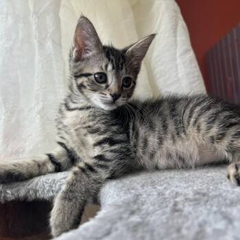 Fifa -  Domestic Short Hair Cat for Adoption in Fort Lauderdale, Florida - Fifa | PetCurious