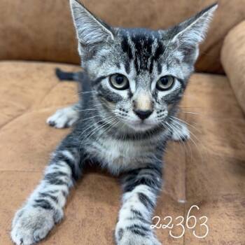 Mahindra -  Domestic Short Hair Cat for Adoption in Chico, California - Mahindra | PetCurious