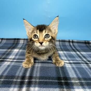 Cherry -  Domestic Short Hair Cat for Adoption in San Antonio, Texas - Cherry | PetCurious