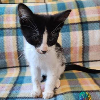 PEPE -  Domestic Short Hair Cat for Adoption in Graham, Washington - PEPE | PetCurious