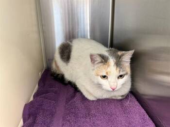 Domestic Short Hair Cats Available for Adoption in Colorado Springs, Colorado - SPRITZ | PetCurious