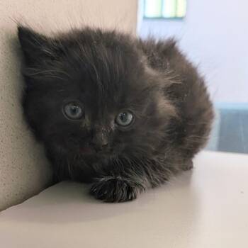 Hephaestus -  Domestic Short Hair Cat for Adoption in Reno, Nevada - Hephaestus | PetCurious
