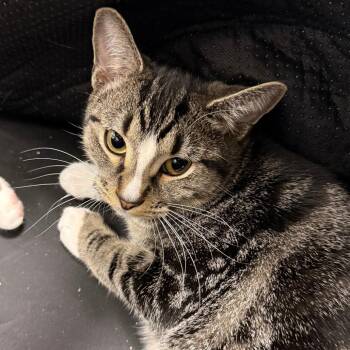 Domestic Short Hair Cats Available for Adoption - Jessie | PetCurious