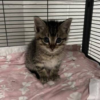 Orion-C -  Domestic Short Hair Cat for Adoption in East St. Louis, Illinois - Orion-C | PetCurious