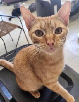 Rescue Tabby Cats for Adoption in Harned, Kentucky - Scooter | PetCurious