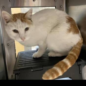 Puck -  Domestic Short Hair Cat for Adoption in Granby, Missouri - Puck | PetCurious