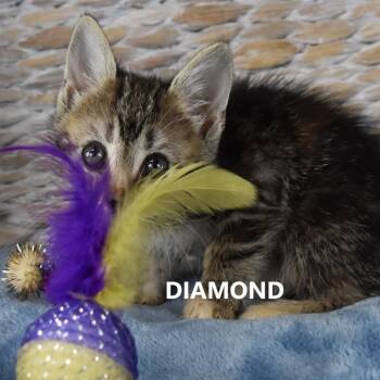 Diamond -  Domestic Short Hair Cat for Adoption in Kanab, Utah - Diamond | PetCurious