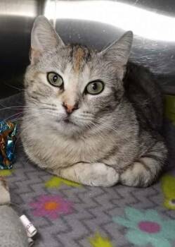 Domestic Short Hair Cats Available for Adoption in Waupaca, Wisconsin - Glinda | PetCurious