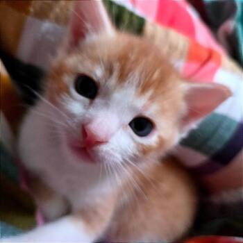 Domestic Short Hair Cats Available for Adoption in Keizer, Oregon - Atrani | PetCurious