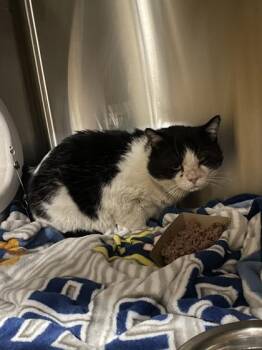 Domestic Short Hair Cats Available for Adoption - Sweet Boy | PetCurious