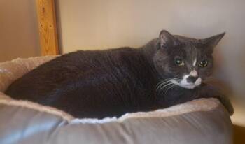 Rescue Domestic Short Hair Cats for Adoption in Hamilton, Ontario - Sasha | PetCurious