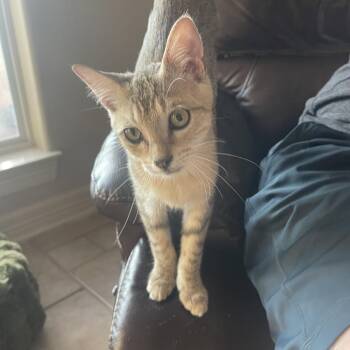 Ojo -  Domestic Short Hair Cat for Adoption in Austin, Texas - Ojo | PetCurious