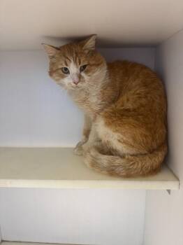 Domestic Short Hair Cats Available for Adoption - Puffy | PetCurious