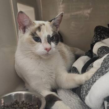 Jade -  Domestic Short Hair Cat for Adoption in Watertown, New York - Jade | PetCurious