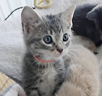 Tabby and Domestic Long Hair Cats Available for Adoption - Krystal | PetCurious