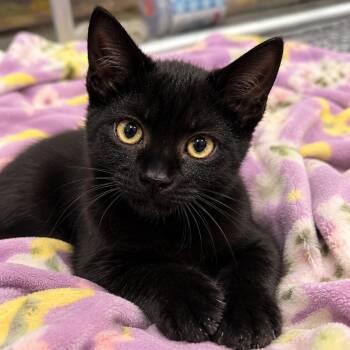 Julep -  Domestic Short Hair Cat for Adoption - Julep | PetCurious
