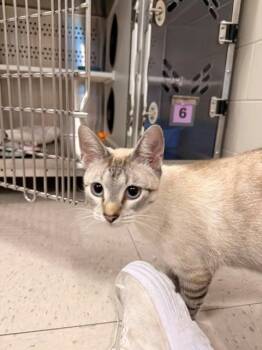 Grayson -  Siamese Cat for Adoption in Fayetteville, Arkansas - Grayson | PetCurious