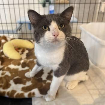Rescue Domestic Short Hair Cats for Adoption in La Crescent, Minnesota - STARDUST | PetCurious