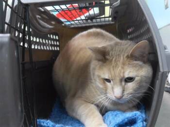 SQUEEGIE -  Domestic Short Hair Cat for Adoption in Omaha, Nebraska - SQUEEGIE | PetCurious