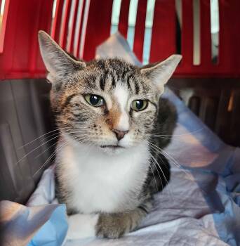 Rescue Tabby Cats for Adoption in Piscataway, New Jersey - Chili | PetCurious