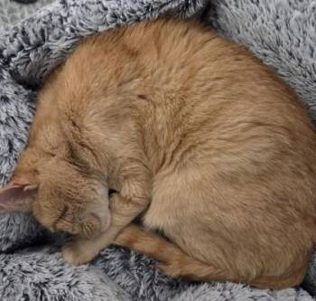 Domestic Short Hair Cats Available for Adoption in Phoenixville, Pennsylvania - Corgi | PetCurious