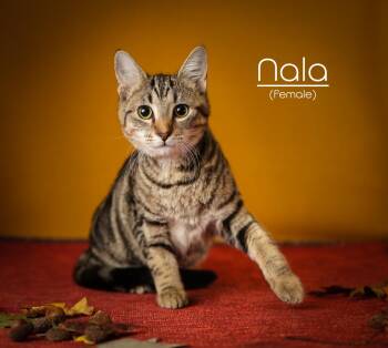 Rescue Domestic Short Hair Cats for Adoption in Morganton, North Carolina - Nala | PetCurious