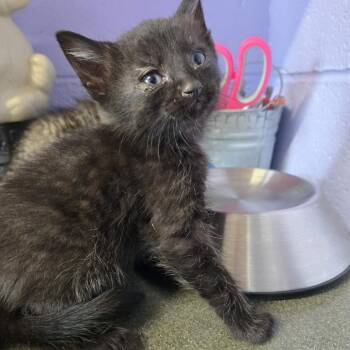Meatball -  Domestic Short Hair Cat for Adoption in Newport, Tennessee - Meatball | PetCurious