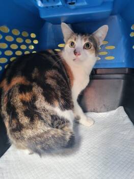 Domestic Short Hair Cats Available for Adoption - JULIA | PetCurious