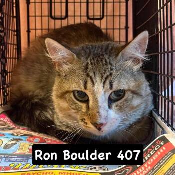 Ron Boulder -  Domestic Short Hair Cat for Adoption in Philadelphia, Pennsylvania - Ron Boulder | PetCurious