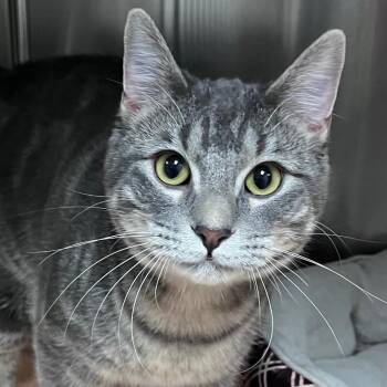 Domestic Short Hair Cats Available for Adoption - Rooster | PetCurious