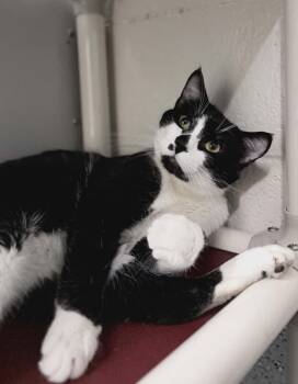 Burger King -  Domestic Short Hair Cat for Adoption in Fruit Heights, Utah - Burger King | PetCurious