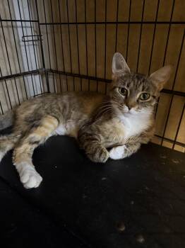 Rescue Tabby Cats for Adoption in Tahlequah, Oklahoma - Graham Cracker | PetCurious