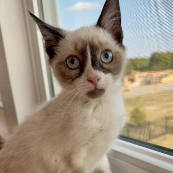 Jet -  Siamese Cat for Adoption in Cincinnati, Ohio - Jet | PetCurious