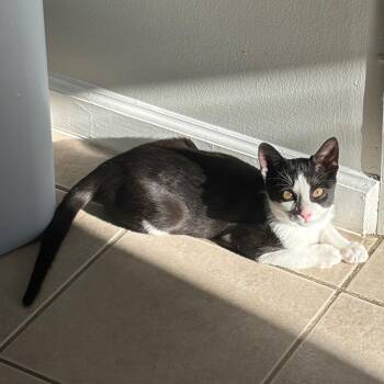 Domestic Short Hair Cats Available for Adoption in Columbus, Georgia - Shadow | PetCurious