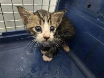 Soupy 1231-26 -  Domestic Short Hair Cat for Adoption in Cumming, Georgia - Soupy 1231-26 | PetCurious