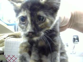 A187532 -  Domestic Short Hair Cat for Adoption in Pasadena, Texas - A187532 | PetCurious