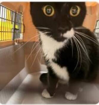 Orio -  Domestic Short Hair Cat for Adoption in West Chester, Pennsylvania - Orio | PetCurious