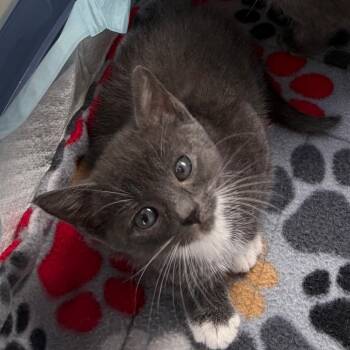 26-266 Jane -  Domestic Short Hair Cat for Adoption in North Branford, Connecticut - 26-266 Jane | PetCurious