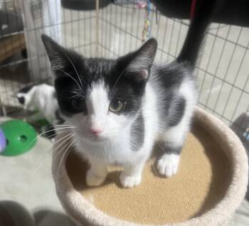 Posie -  Domestic Short Hair Cat for Adoption in Walled Lake, Michigan - Posie | PetCurious