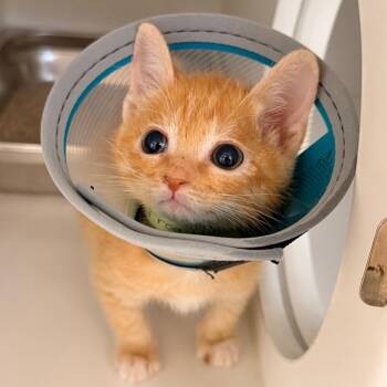 Domestic Short Hair Cats Available for Adoption in Phoenix, Arizona - Frog | PetCurious