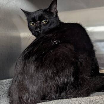 Boo -  Domestic Short Hair Cat for Adoption in Indianapolis, Indiana - Boo | PetCurious